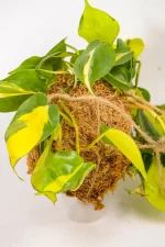 Detail of moss texture and root ball structure.