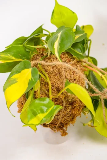 Detail of moss texture and root ball structure.