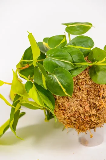 Hanging Kokedama Brasil styled indoors.