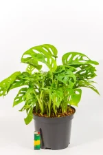 Healthy Monstera adansonii displayed indoors.
