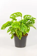 Monstera adansonii with trailing perforated leaves indoors.