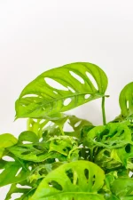 Close up of a Monstera adansonii leave showing fenestration