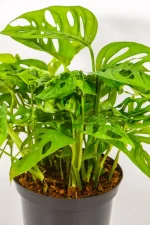 Side view showing trailing and climbing growth habit.