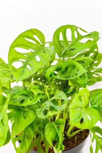 Close-up of Swiss cheese-style leaf holes.