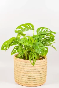 Side view of a Monstera adansonii styled on a shelf in bright indirect light.