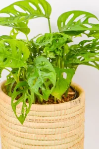 Monstera Adansonii displaced in a hand woven basket