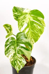 Variegated Monstera with established foliage in pot.
