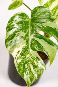 Close-up of variegated Monstera leaf pattern.