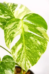 Side view showing mature stem and aerial roots.