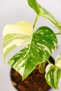 Close up of variegated Monstera in bright indirect light.