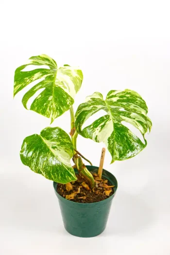 Variegated Monstera with established foliage in pot.