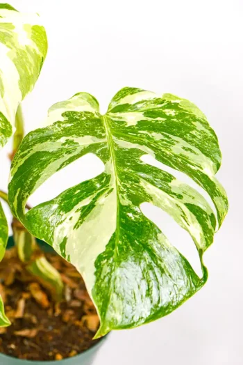 Healthy variegated Monstera in bright indirect light.