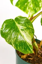 Detail of leaf texture and colour contrast.