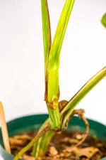 Back side view of a stem of a variegated monstera