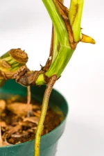 Macro shot of a variegated monstera stem showing variegation