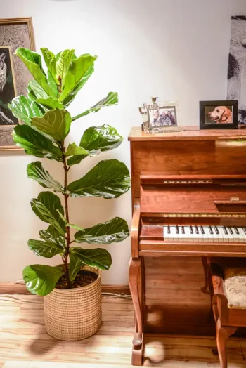 Architectural indoor tree in bright room next to a piano