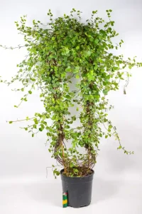 Full plant standing approximately 80–90 cm tall indoors.