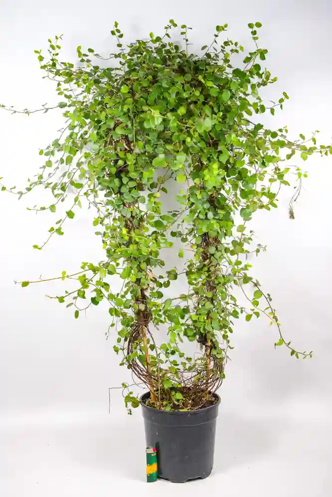 Wire vine hoop Full plant standing approximately 80–90 cm tall indoors.