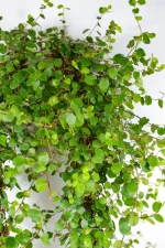 Close-up of small round leaves and delicate branching structure.