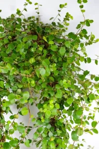 Close-up of small round leaves and delicate branching structure.