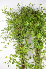 XL Wire Vine Hoop in a 19 cm pot trained around a wooden hoop.