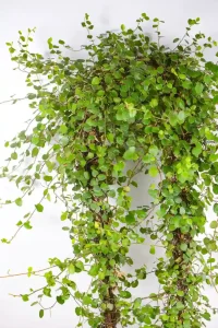 XL Wire Vine Hoop in a 19 cm pot trained around a wooden hoop.