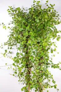 Side view showing fine wire-like stems wrapped around the hoop.