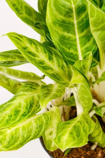 Close-up of spoon-shaped leaves and colour pattern.