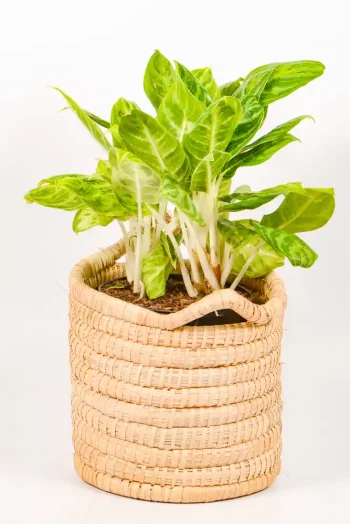 Chinese evergreen places in a hangwoven basket
