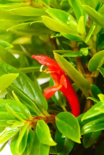 Red flower of a Columnea Gloriosa