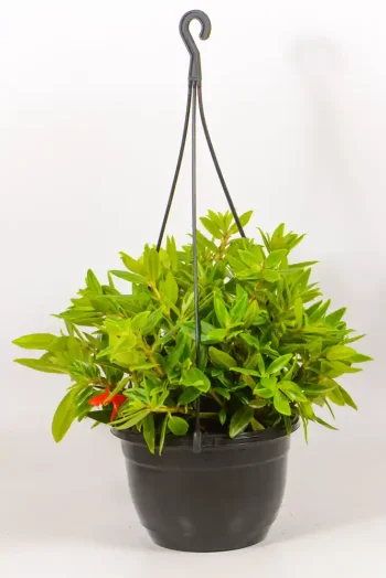 Columnea gloriosa trailing from a hanging basket indoors.