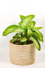 Dieffenbachia ‘Alex’ with broad variegated leaves