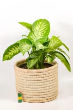 Indoor Dieffenbachia used as a statement foliage plant