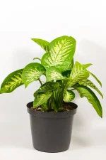 Large Dieffenbachia Alex in a 25 cm pot indoors