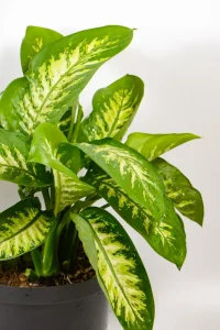 Close-up of creamy leaf centre and green margins