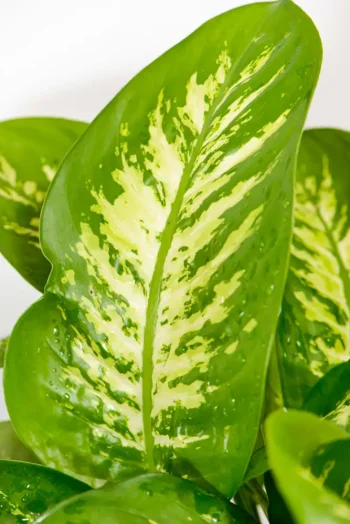 Close of a Diffenbachia Alex large leave with variegation