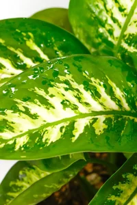 Side view of a large leaf with variegation