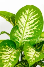Healthy Dieffenbachia Alex in bright indirect light