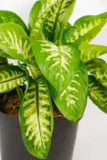 Side view showing upright growth habit