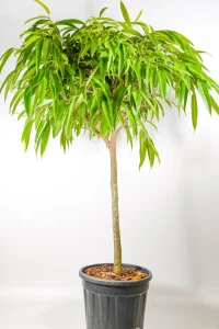 Ficus longifolia styled as a floor-standing indoor tree