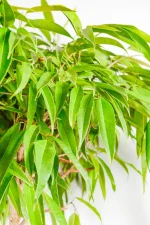 Close-up of long narrow green leaves