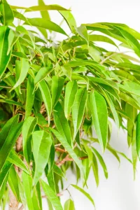 Close-up of long narrow green leaves