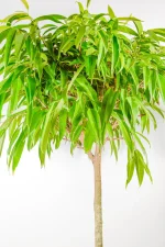 Mature long-leaf ficus with strong architectural form