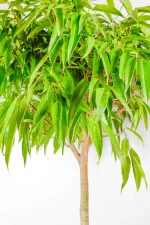 Side view showing dense foliage head structure