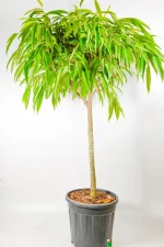 Ficus longifolia with tall trunk and full rounded crown