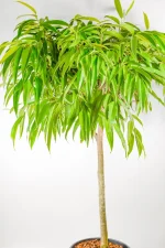 Large Ficus longifolia in a 30 cm pot indoors