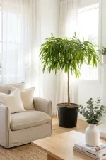 Large ficus longifolia infront of a bright window
