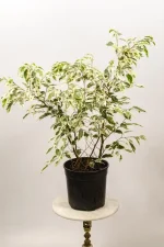Healthy Ficus Benjamina Twilight styled indoors.