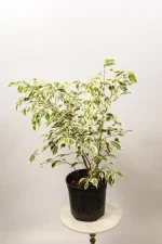 Ficus Benjamina Twilight with variegated foliage indoors.