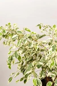 Side view showing branching, tree-like growth habit.